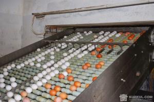 Польський виробник солодощів перейде на яйця від курей на вільному вигулі