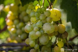 Американські вчені знайшли спосіб підвищити урожайність сої за допомогою винограду
