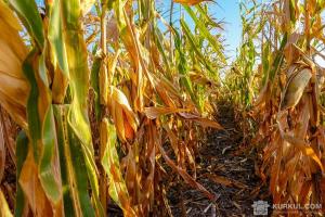 Насаджання кукурудзи підвищують рівень опадів
