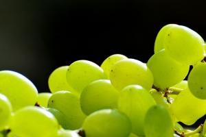 В Україні продовжиться селекція винограду, який зменшує пострадіаційні ускладнення
