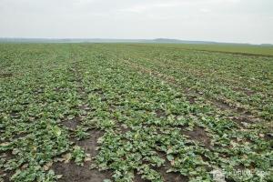 Посівні площі сої в Україні скоротяться 
