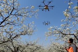 Запилення садів за допомогою дронів