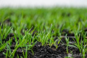 Ігнорування гербіцидів спричиняє виснаження ґрунтів