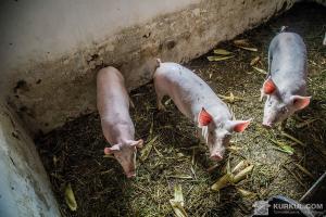 На Житомирщині від АЧС загинули свині