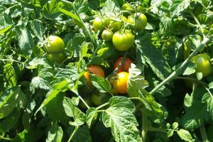 Вчені відкрили стійкий до шкідників різновид томатів