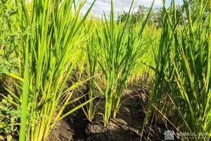 Китайські дослідники виявили ген, що збільшує урожайність рису в солоному ґрунті