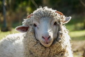 Канадський вчений вказав на проблеми вівчарства Прикарпаття