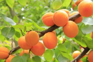 Виробництво абрикосів збільшиться лише в Іспанії