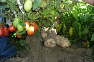 Австрійські фермери визнали томатокартоплю овочем року