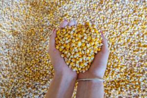 Фермери притримують кукурудзу очікуючи на вищі ціни