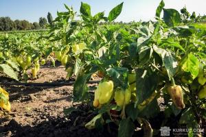 Українські сільгоспвиробники відмовляються від вирощування овочевих культур