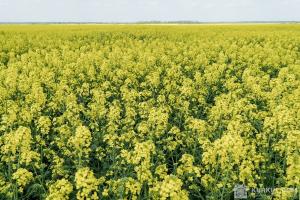 Вибіркове відшкодування ПДВ є неприйнятним — Українська зернова асоціація