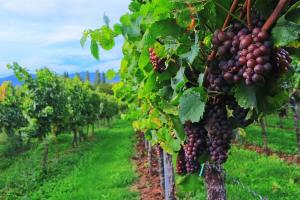 На Одещині завершують облік земель, придатних для закладання виноградників