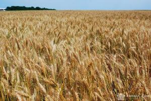 НААН розробила план, який дозволить Україні збільшити валове виробництво зернових до 80 млн т