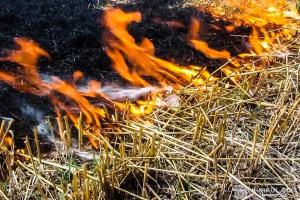 Депутати планують збільшити штраф за спалювання трави