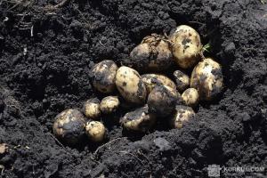Сорти ГМ-картоплі потребують менше пестицидів
