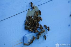 Масове отруєння бджіл