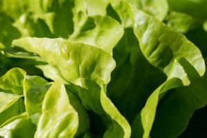 Нідерландські супермаркети пропонують покупцям самостійно збирати урожай салату