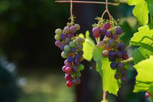 Вирощування винограду