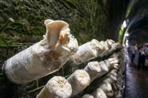 Вирощування екзотичних грибів