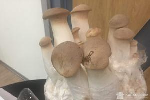 Вирощування грибів «у пляшці»