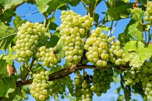 «Зелені» операції допоможуть уникнути оїдіуму винограду — експерт
