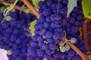 Виноробня збільшить насадження технічного ивнограду