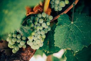 Для захисту від оїдіуму винограду треба 7 обробок фунгіцидами — експерт