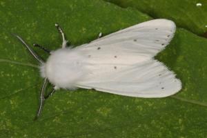 Американський білий метелик — (Hyphantria cunea Drury)
