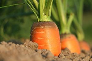 Ціна моркви в Україні побила всі рекорди
