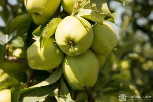 На Вінниччині планують закласти 15 га інтенсивних яблуневих садів на зрошенні