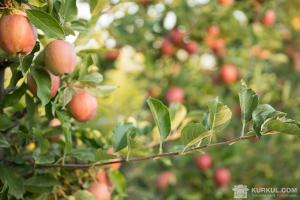 Пошкоджені градом яблука ще можна підготувати до збирання та зберігання