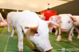 Забезпеченість України власною свининою впала до 40%