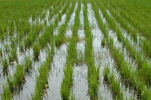Рисові плантації