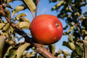 В Україні почали продаж нового яблука паралельно з минулорічним