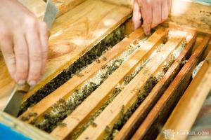 ФАО виділила фермерствам Сходу України 150 сімей бджіл