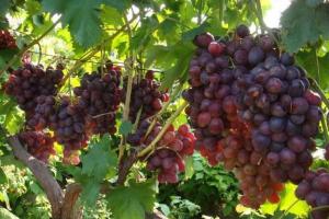 На Херсонщині фермер вирощує виноград за італійським зразком