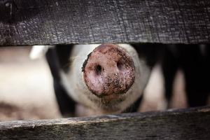 В Україні за півроку зросла кількість свиней