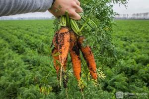 З початку липня різко обвалилися ціни на моркву