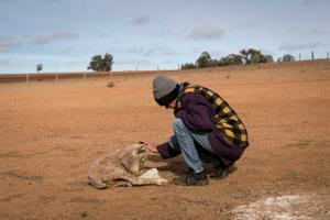 Худоба австралійських фермерів гине через найсильнішу за 100 років посуху