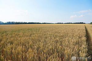 Поле посівів озимої пшениці