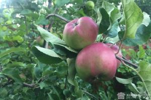 Вирощування яблук
