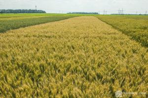 На Дніпропетровщині фермер піде під суд за незаконну передачу паїв
