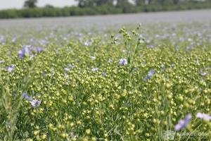 Україна має потенціал експорту харчового льону