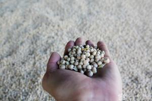 Зерна бобової культури