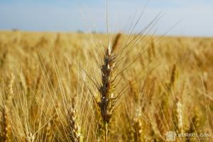На Хмельниччині аграрії намолотили перший мільйон тонн зерна 