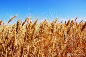 На Вінниччині намолочено понад 1,5 млн т зерна нового урожаю