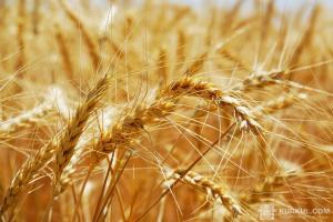 Урожай зерна в Німеччині під загрозою через тривалу посуху