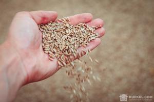 Ціни на продовольчу пшеницю сягнули максимуму за 3 роки 