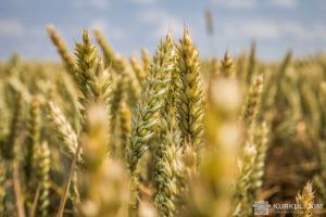 На Чернігівщині вирощують кошерну пшеницю 